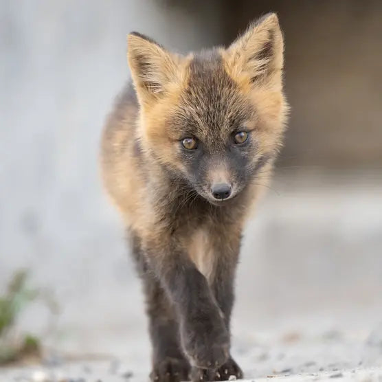 Tamron 50-400mm f/4.5-6.3 Di III VC VXD Lens - for Nikon-Z