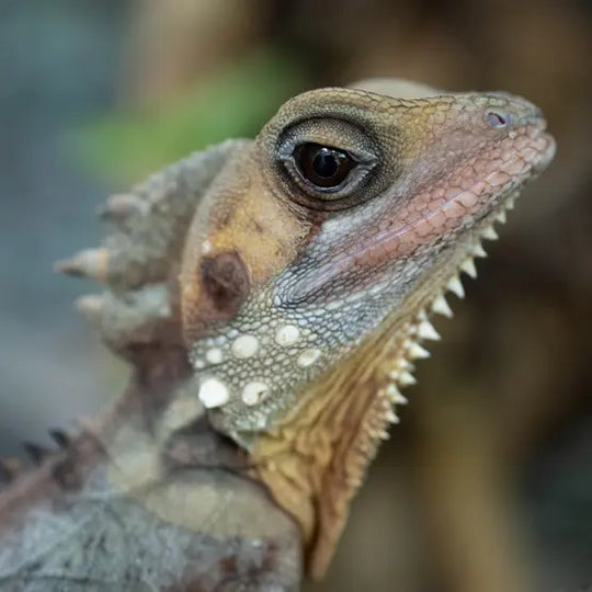 Tamron 50-400mm f/4.5-6.3 Di III VC VXD Lens - for Nikon-Z